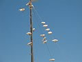 Little Corellas