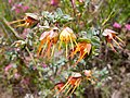 Kangaroo Paw