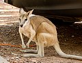 Agile Wallaby