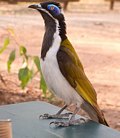 Blue-faced Honey Eater