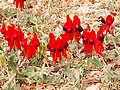 Desert Pea