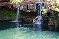 Water nymphs at Fern Pool