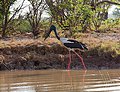 Black Necked Stork