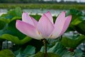 Lotus Lily