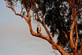 White-bellied Sea Eagle