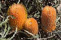 Banksia