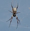 Spider, Murchison River Gorge