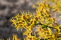 Yellow Tailflower