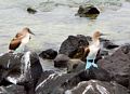 Blue footed boobies