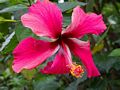 Hibiscus