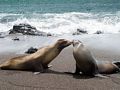 Sea lions