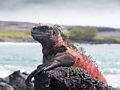 Sea iguana