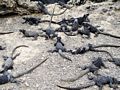 Young sea iguanas