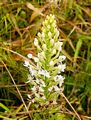 Galapagos orchid