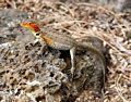 Female Lava Lizard