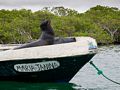 Sea lion on boat