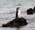 Galapagos penguin