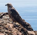 Galapagos hawk