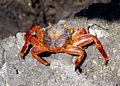 Sally Lightfoot crab