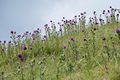 Musk Thistles