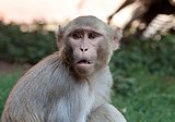 Agra Monkey