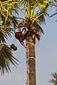 Sugar Palm