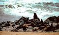 Cape Fur Seal colony