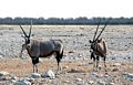 Gemsbok