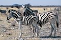 Burchell's Zebra