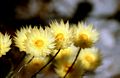 Helichrysum