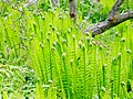 Ostrich ferns