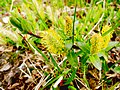 Creeping Willow