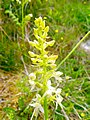 Greater Butterfly orchid