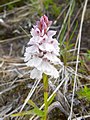 Early Purple orchid