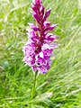 Common Spotted orchid