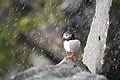 Puffin in hailstorm