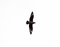 Great Skua