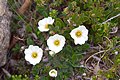 Mountain Avens