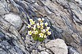 Mossy Saxifrage