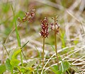 Lesser Twayblade.