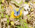 Purple Hairstreak butterfly Quercusia quercus