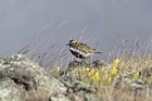 Golden Plover