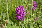 Northern Marsh Orchid