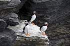 Puffins