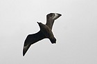 Bonxie