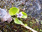 Marsh violet