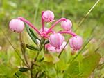 Bog Rosemary